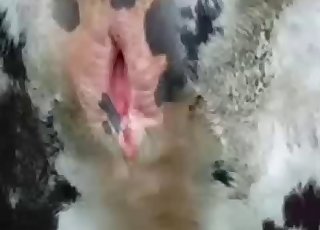 Коровы
