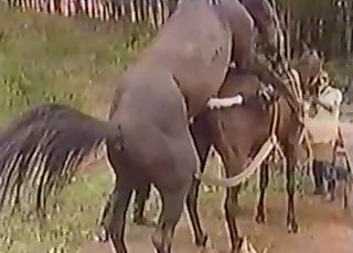 Two horses fucking relentlessly