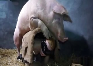 Twisted pig fucking a masked amateur