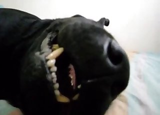 Black dog turns real aggressive