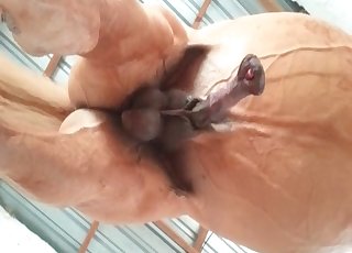 Staring at horse's massive penis