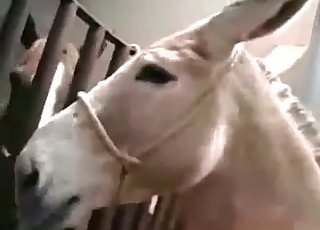 Tiny pussy for a big animal dong