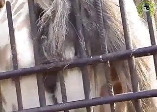 Zoophile is taking a peak at the tight hose pussy