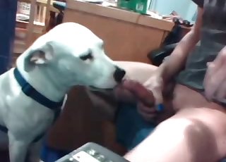 Fellow with zoophile fetish is having a nice cock for this doggo
