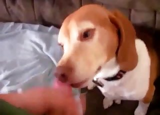 Spotted dog sucks my loaded boner